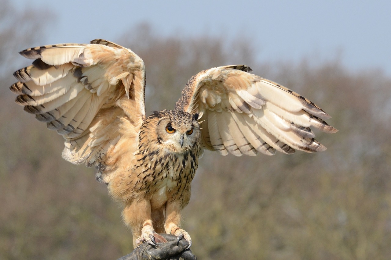 snowy owl, wildlife, bird