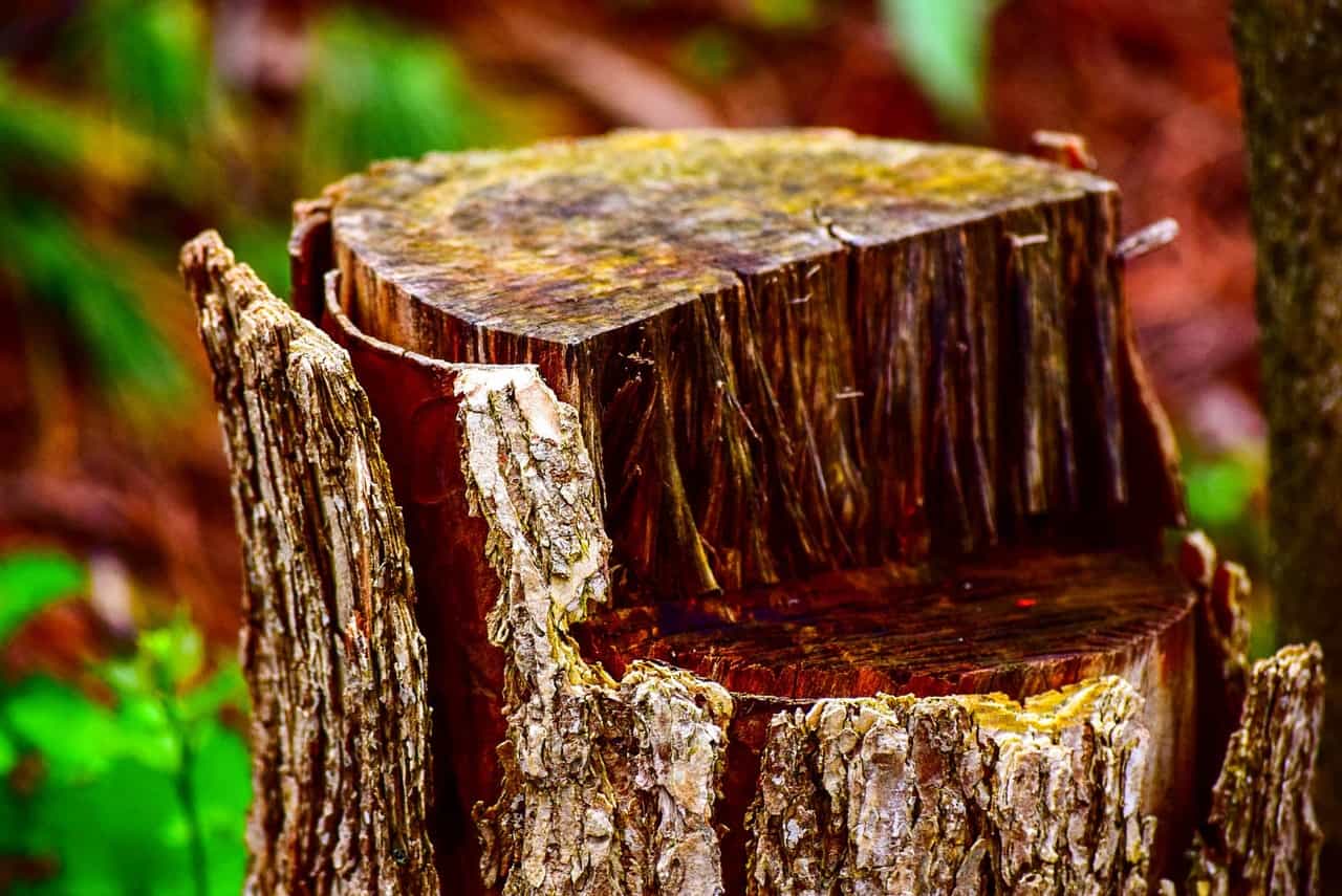 tree stump